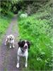 The Fairy Dog Walker. Dog Walking and Animal Sitting.